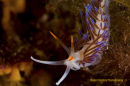 Nudibranch Flabellinidae - Will update